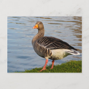 Beautiful goose bird postcard