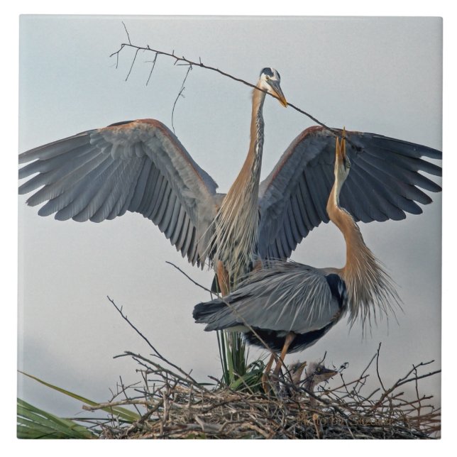 Beautiful Great Blue Heron Family (photo) Tile (Front)