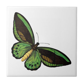 Beautiful Green Butterfly Tile