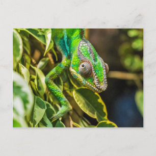 Beautiful green chameleon postcard