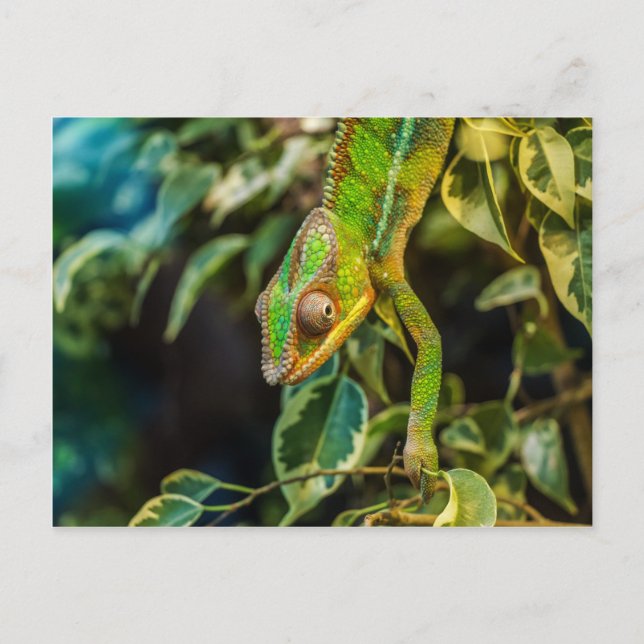 Beautiful green chameleon postcard (Front)