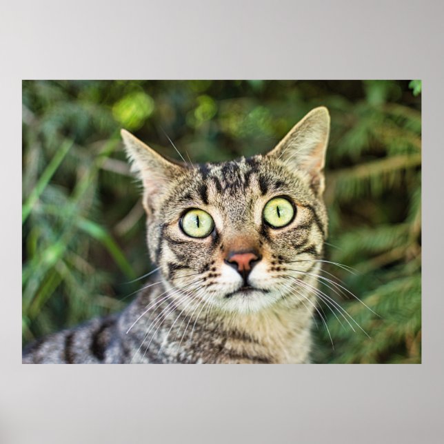 Beautiful green-eyed grey tabby cat close-up poster (Front)