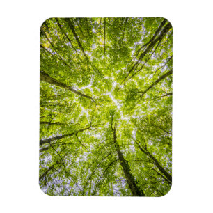 Beautiful Green Forest Magnet