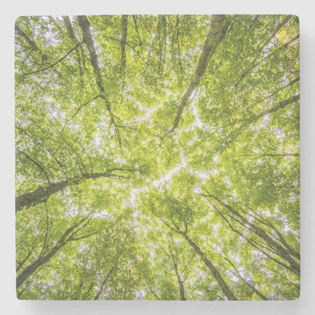 Beautiful Green Forest Stone Coaster (Front)
