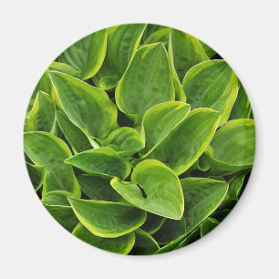 Beautiful green hosta plant magnet