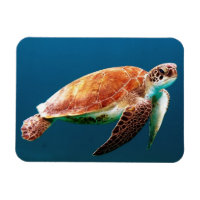 Beautiful Green Sea Turtle