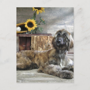 Beautiful Grey Afghan Hound Dog Postcard