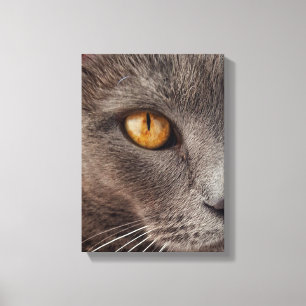 Beautiful Grey Cat Face Canvas Print