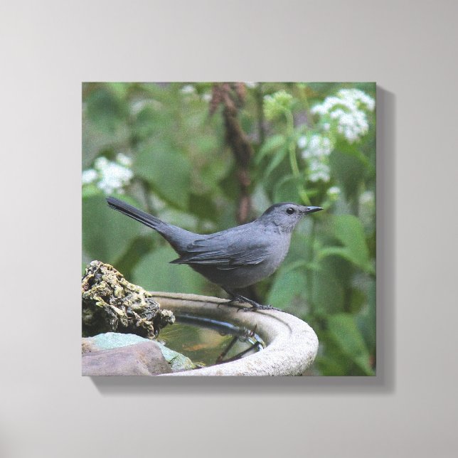 Beautiful Grey Catbird Wrapped Panel Canvas Print (Front)