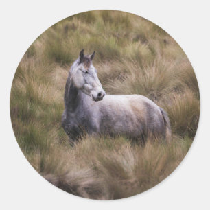 Beautiful Grey Coloured Horse Classic Round Sticker