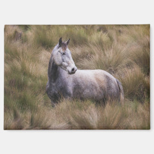 Beautiful Grey Coloured Horse Magnet