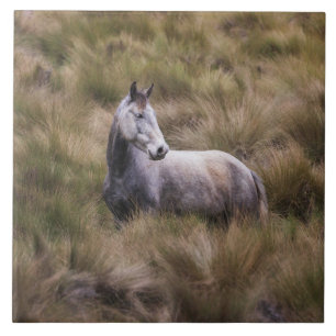 Beautiful Grey Coloured Horse Tile