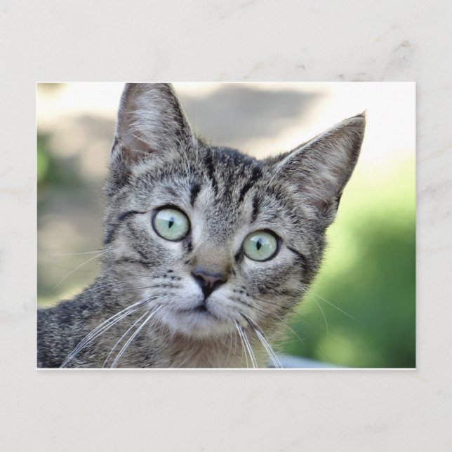 Beautiful Grey Kitten with stunning eyes Postcard (Front)
