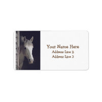 Beautiful Grey Mare Horse Address