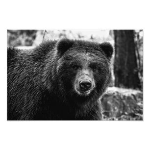 Beautiful Grizzly Bear Photo Print