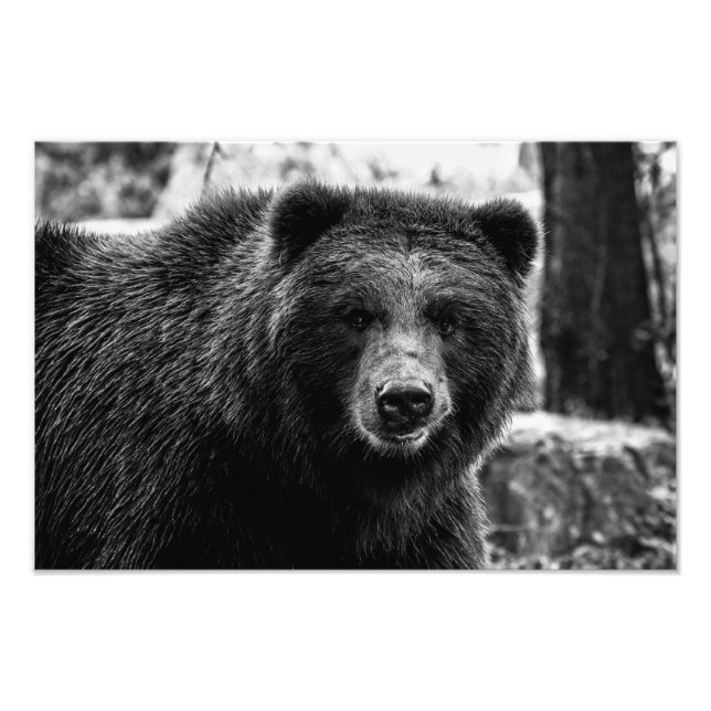 Beautiful Grizzly Bear Photo Print (Front)
