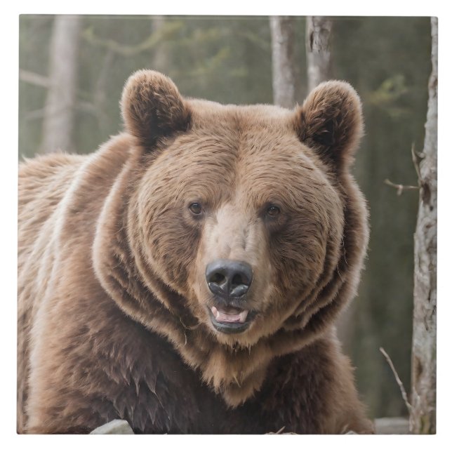 Beautiful Grizzly Bear Portrait Brown Bear 4a Tile (Front)