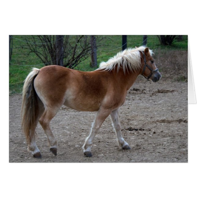 Beautiful Haflinger (Front Horizontal)