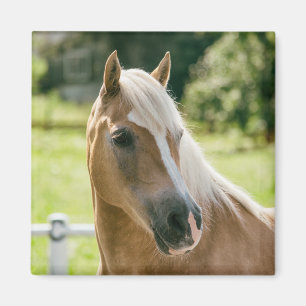 Beautiful haflinger horse portrait magnet