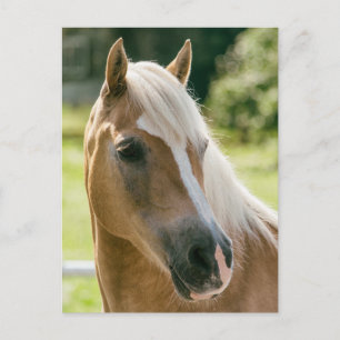 Beautiful haflinger horse portrait postcard