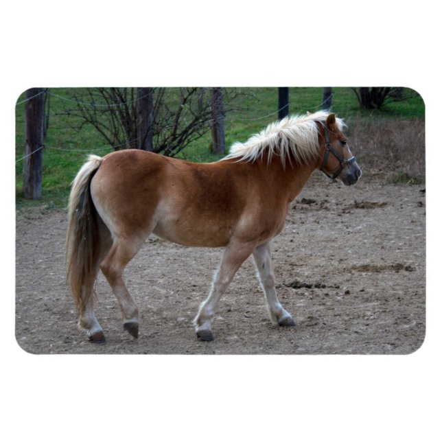 Beautiful Haflinger Magnet (Horizontal)