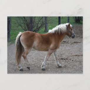 Beautiful Haflinger Postcard