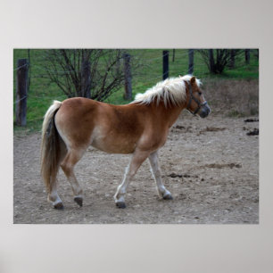 Beautiful Haflinger Poster