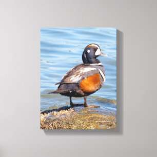 Beautiful Harlequin Duck on the Rock Canvas Print