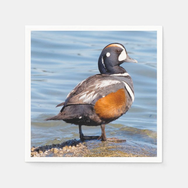 Beautiful Harlequin Duck on the Rock Napkin (Front)