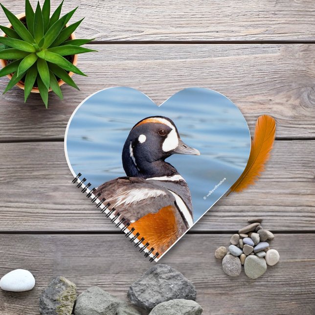 Beautiful Harlequin Duck on the Rock Notebook (Beautiful Harlequin Duck at the Beach Journal Cover Photo)