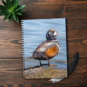 Beautiful Harlequin Duck on the Rock Spiral Notebook