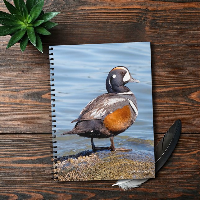 Beautiful Harlequin Duck on the Rock Spiral Notebook (Beautiful Harlequin Duck at the Beach Journal Cover Photo)