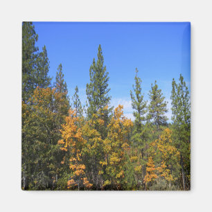 Beautiful Hayfork, California... Magnet