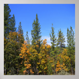 Beautiful Hayfork, California... Poster