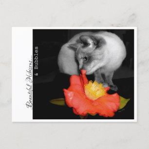 Beautiful Hibiscus...& Bubbles Postcard