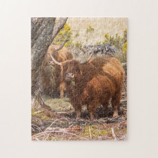 Beautiful Highland cows Jigsaw Puzzle
