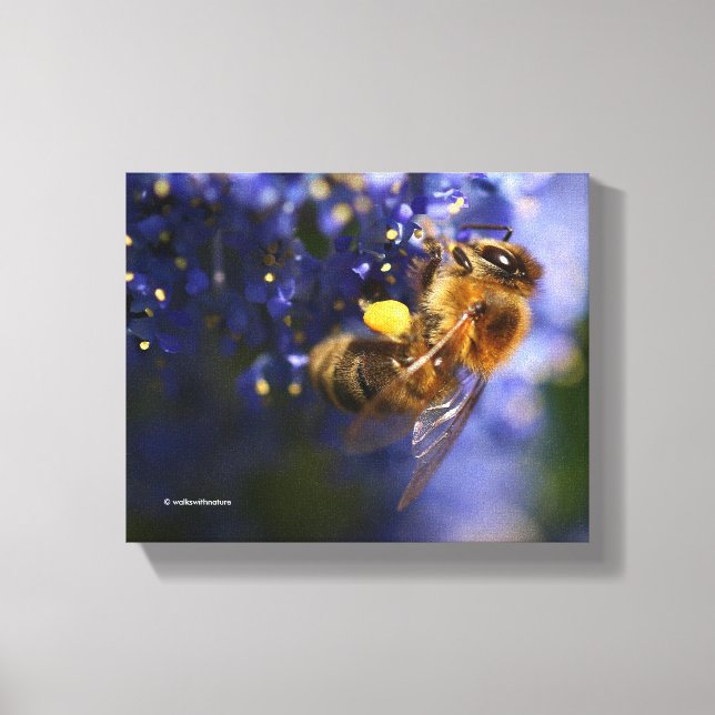 Beautiful Honeybee on the California Lilac Canvas Print (Front)