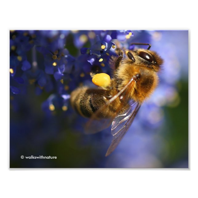 Beautiful Honeybee on the California Lilac Photo Print (Front)