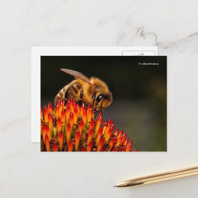 Beautiful Honeybee Pollinating a Coneflower Postcard (Front/Back In Situ)