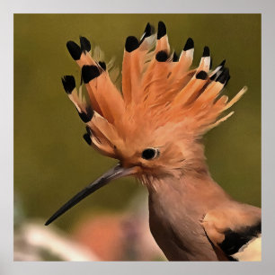 Beautiful Hoopoe Bird With Crown Of Feathers Poster