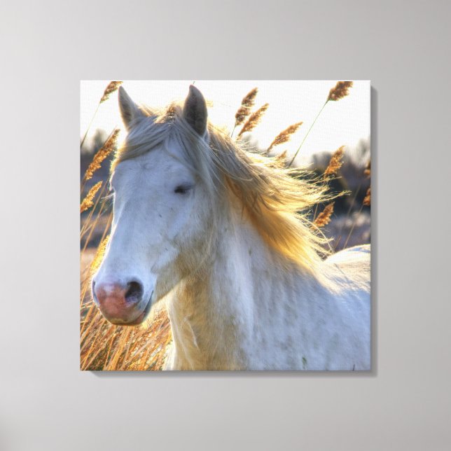 Beautiful Horse Canvas Print (Front)
