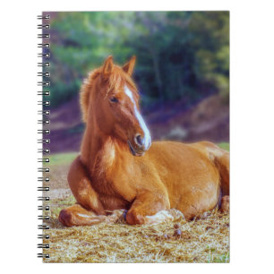 Beautiful Horse Colt Notebook