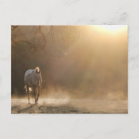 Beautiful Horse in Sunlight Gifts
