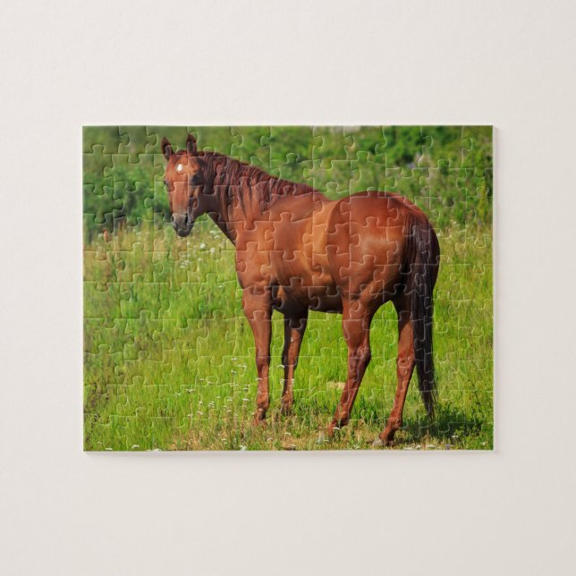 Beautiful Horse Jigsaw Puzzle (Horizontal)