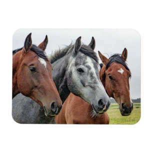 Beautiful Horse Magnet