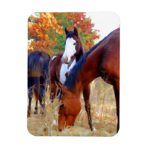 Beautiful Horse Magnets