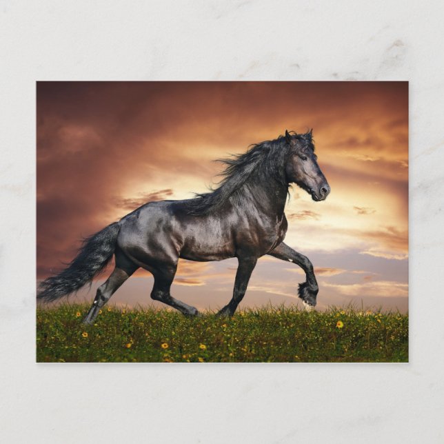 Beautiful Horse Postcard (Front)