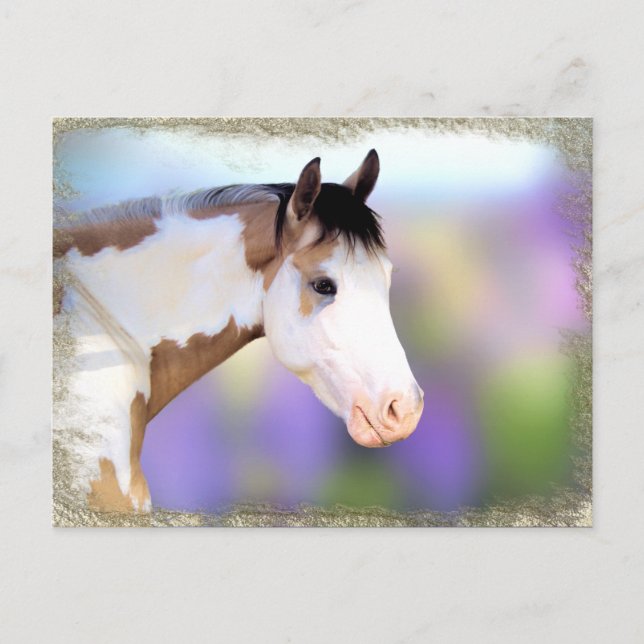 Beautiful Horse Postcards (Front)