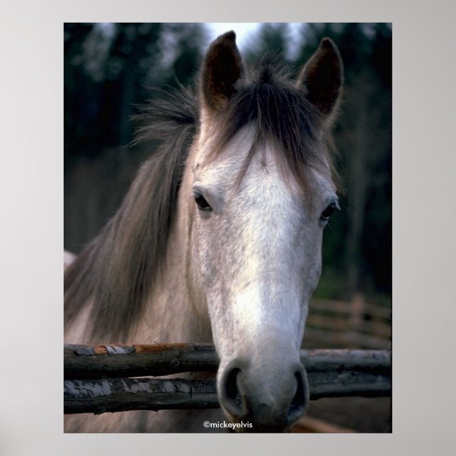 Beautiful Horse Poster (Front)