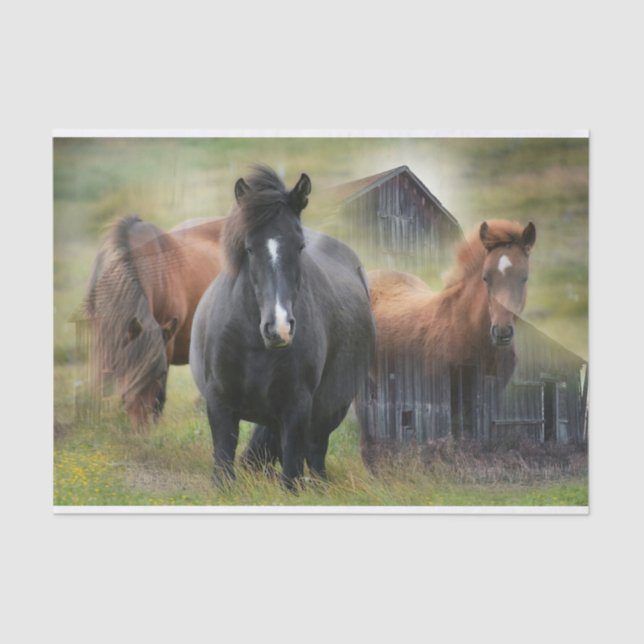 Beautiful Horses and Rustic Barn Tissue Paper (Front)